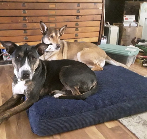 Meet your Posher, David - Picture 1 of 1